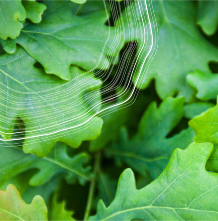 Certified_B_Corporation_B_Corp-01