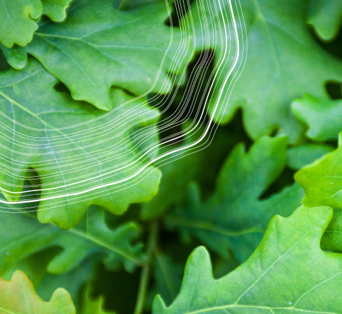 Certified_B_Corporation_B_Corp-01