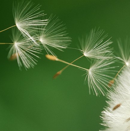Flower Seeds on the wind