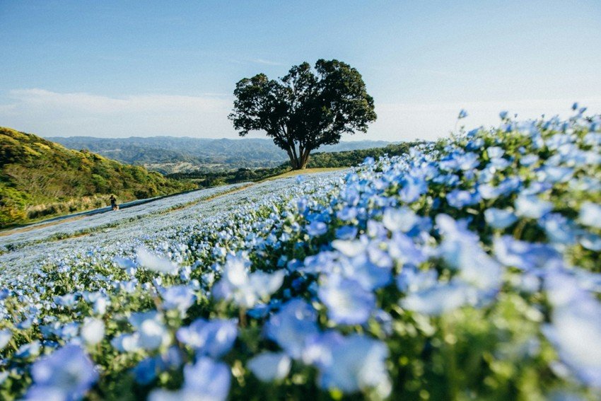 Tree and blue flowers