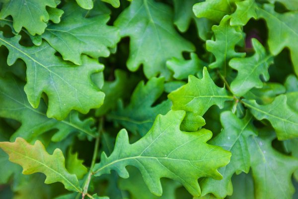 Oak Leaves