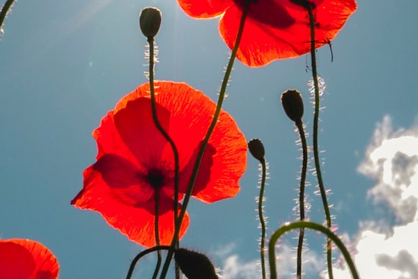 Poppy