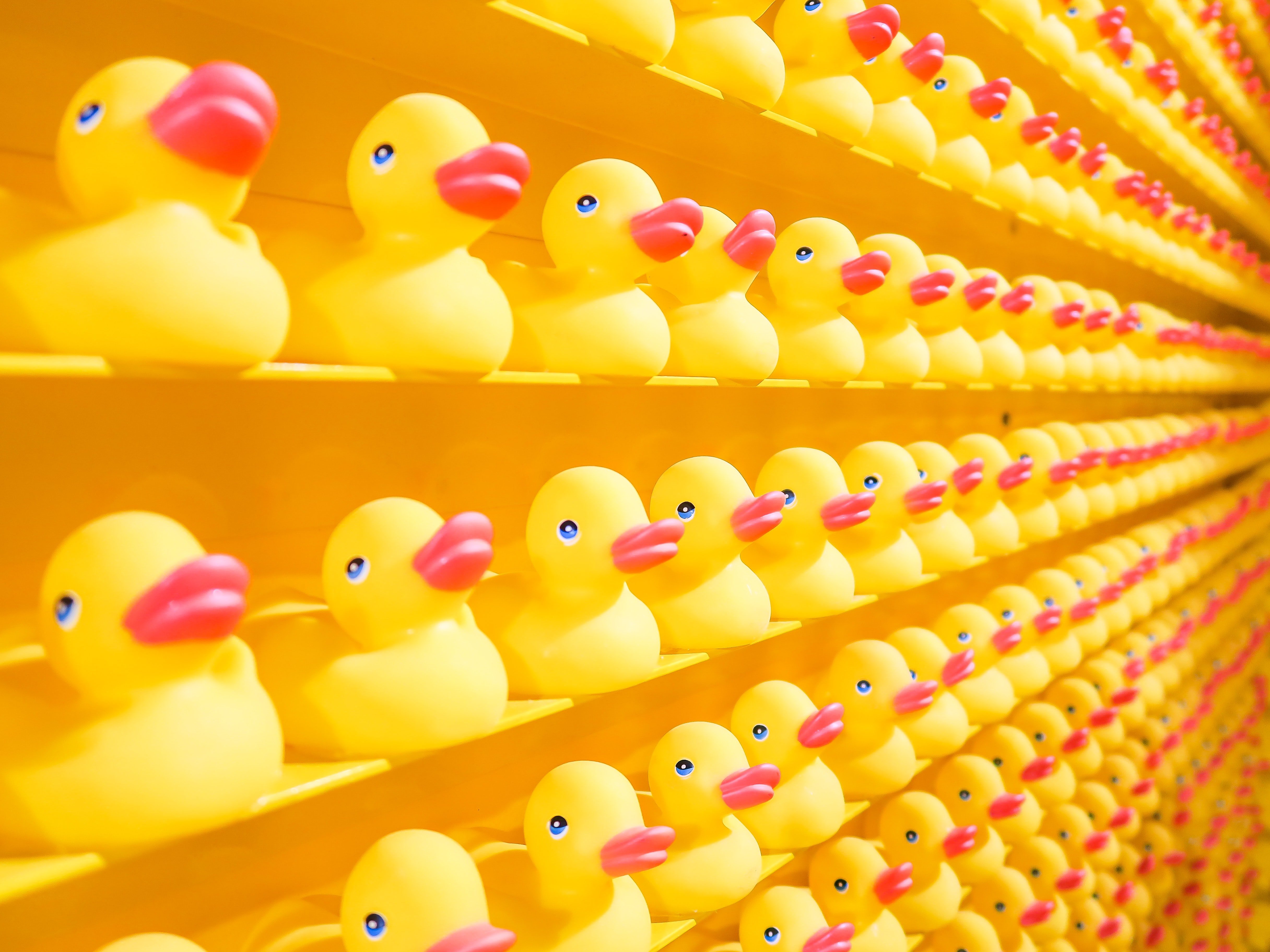 Ducks
