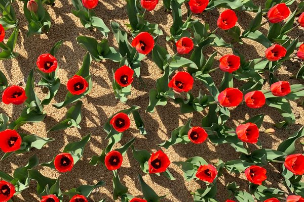 Poppies