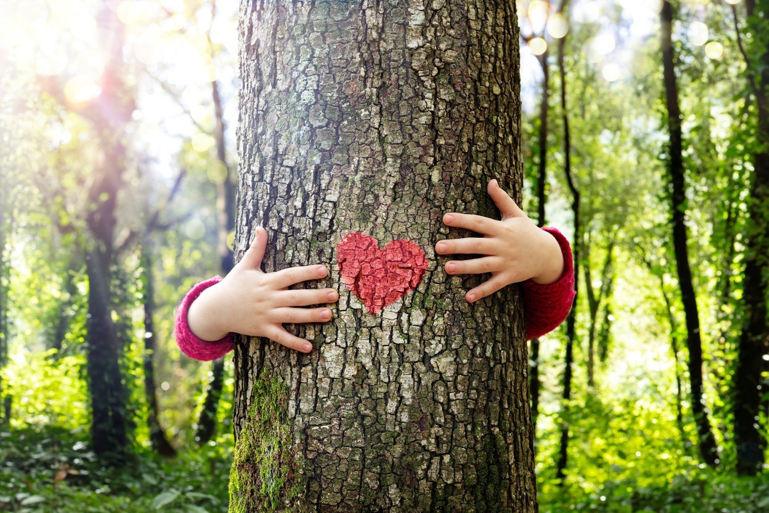 tree heart
